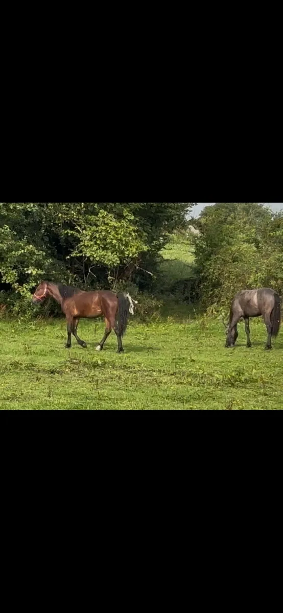 2 Connemara yearling fillies - Image 3
