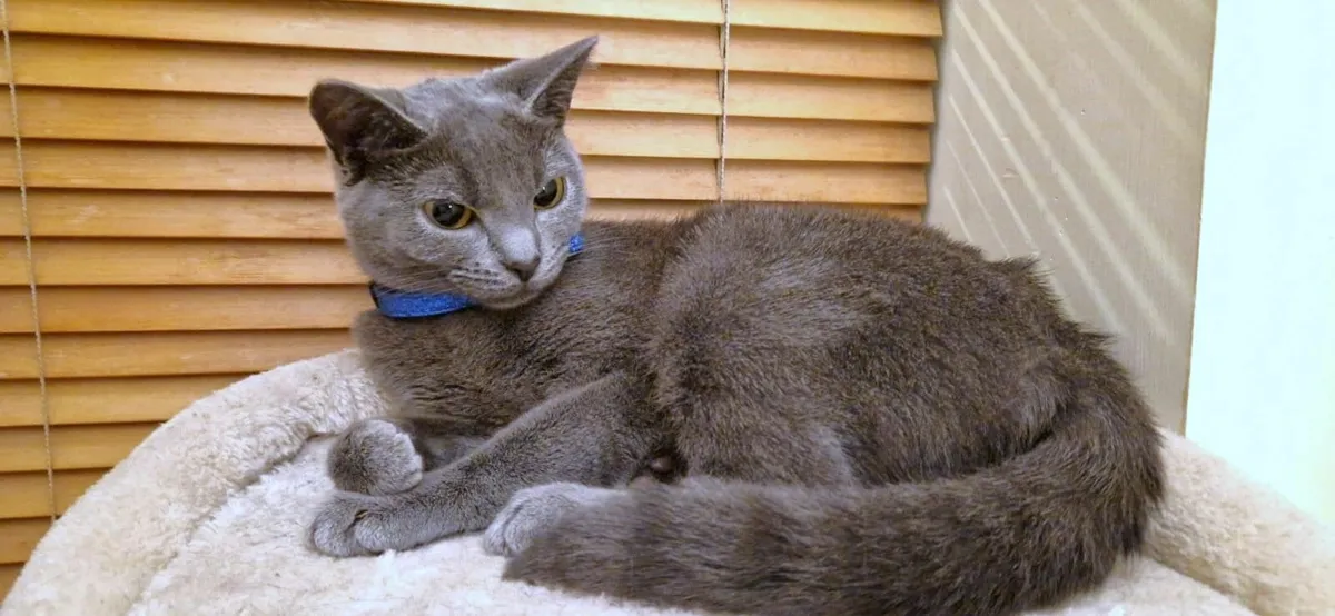 Russian Blue cat - Image 1
