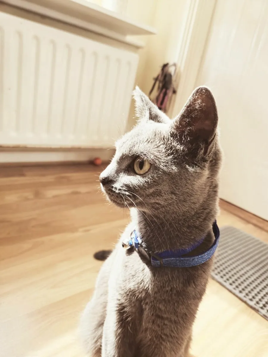 Russian Blue cat - Image 4