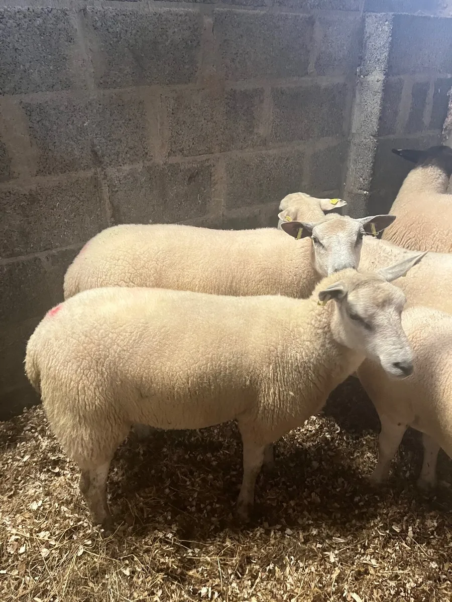 First crop ewes - Image 1