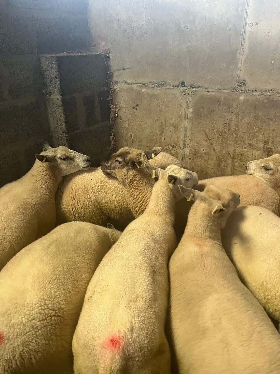 First crop ewes - Image 2