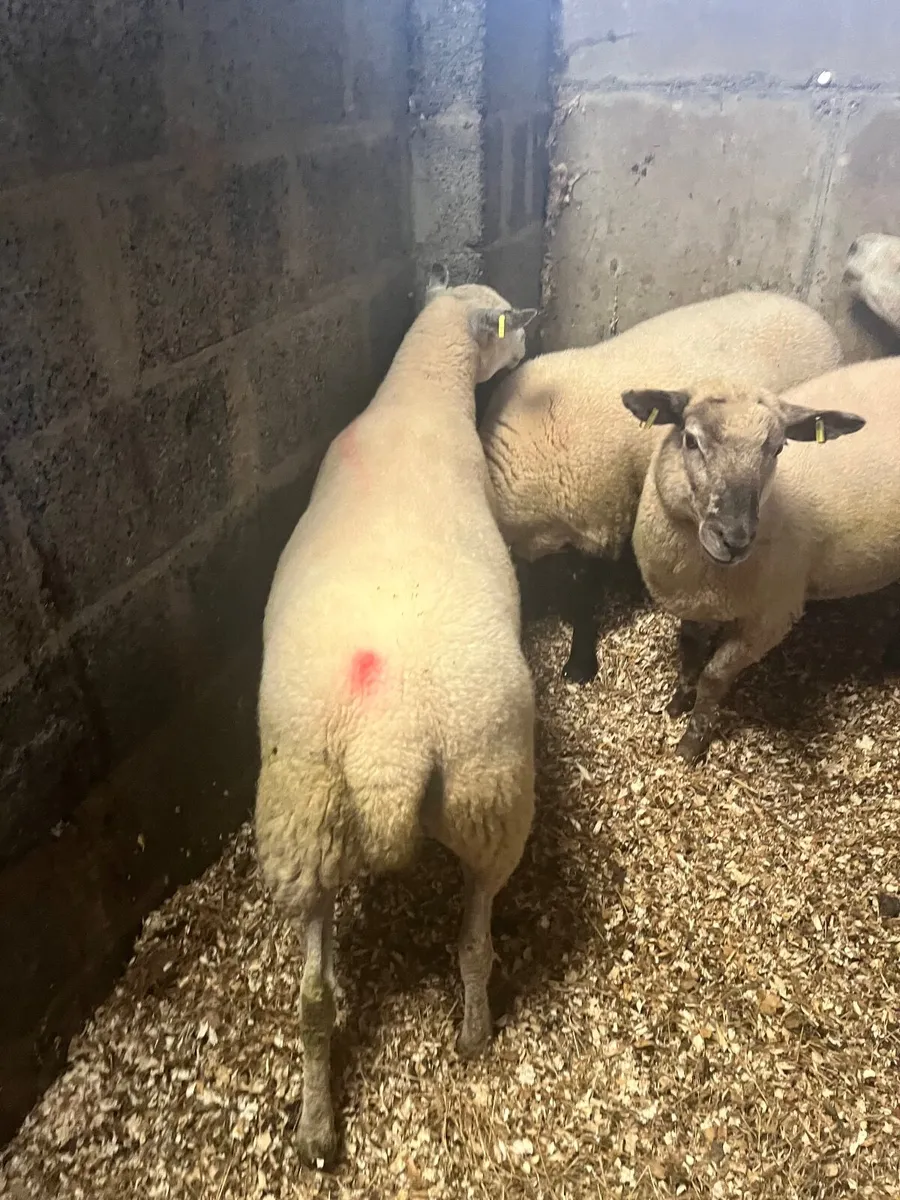 First crop ewes - Image 3