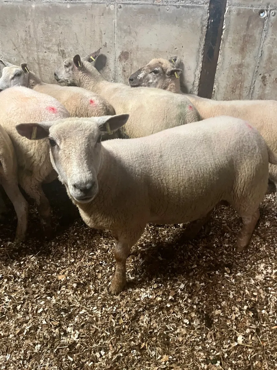 First crop ewes - Image 4