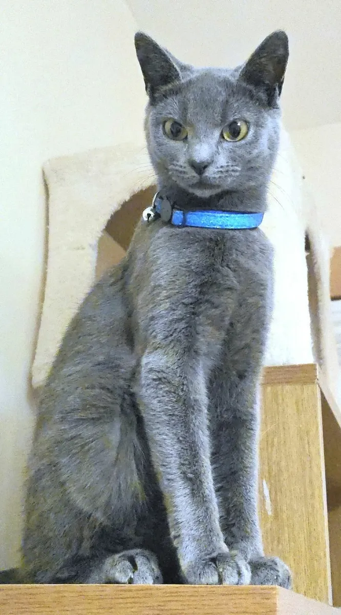 Russian Blue cat - Image 2