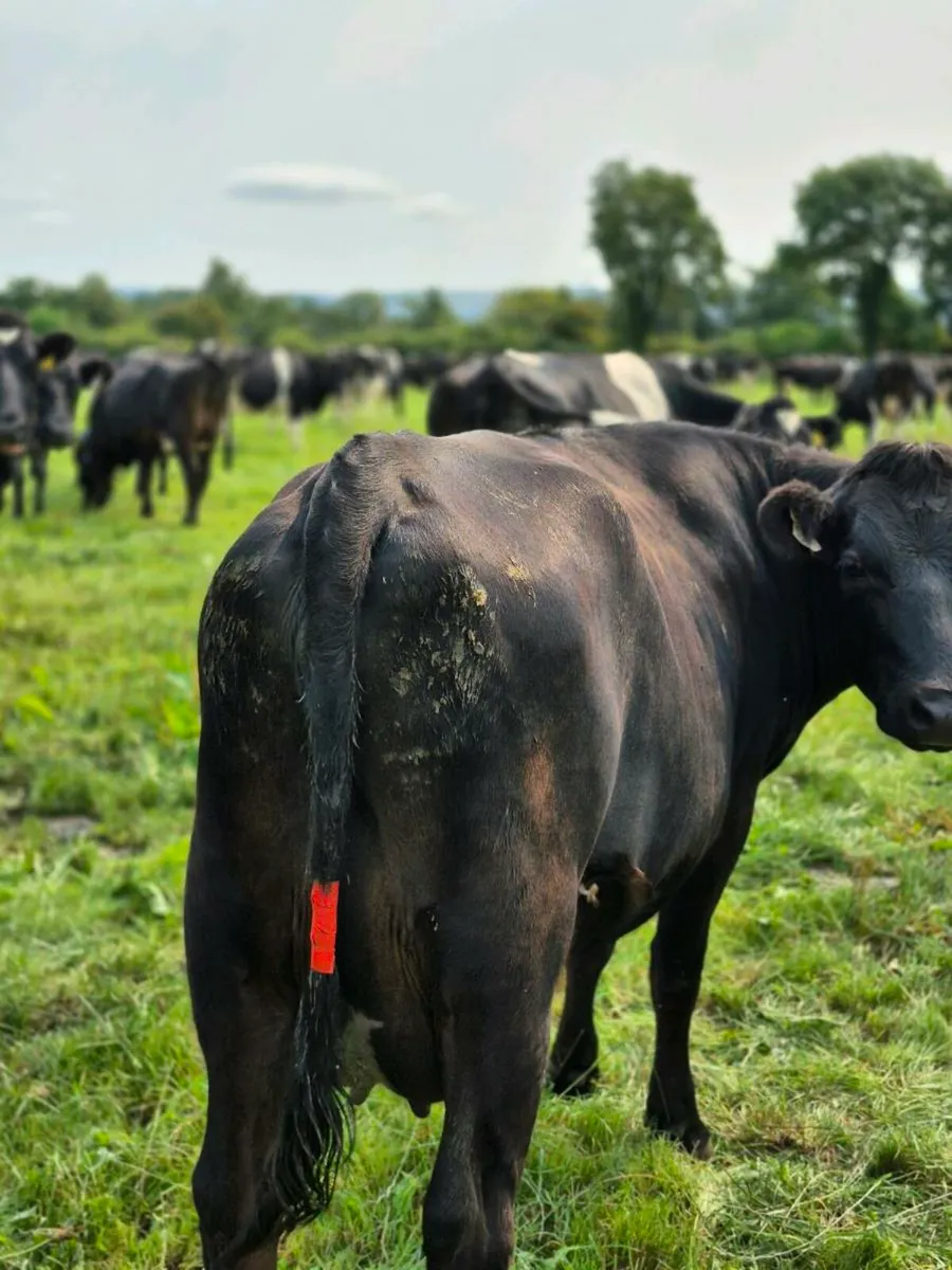 Calved Heifer - Image 2