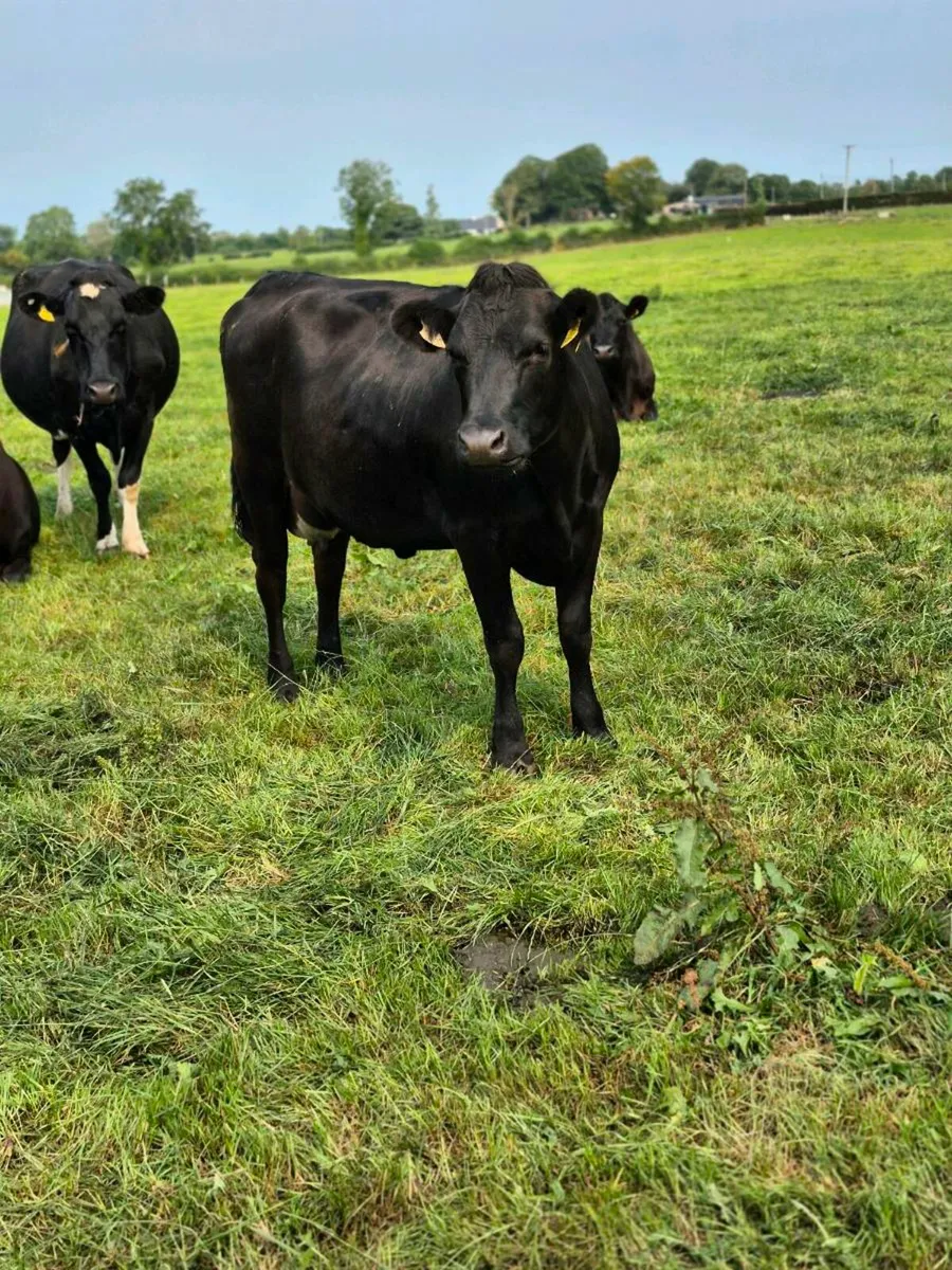 Calved Heifer - Image 1