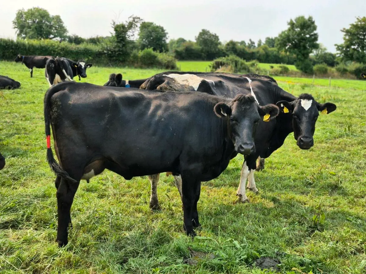 Calved Heifer - Image 3
