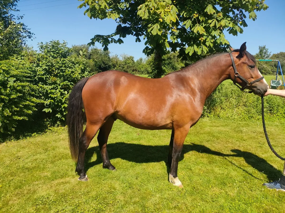 3yo 13.2 Connemara