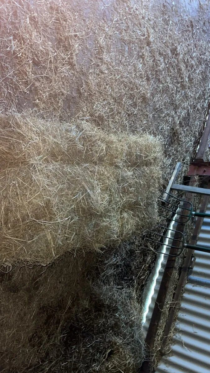 Square bale hay - Image 1