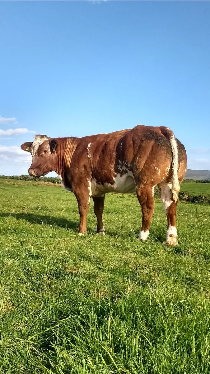 Breeding heifers Elphin mart 20-8-25 - Image 1