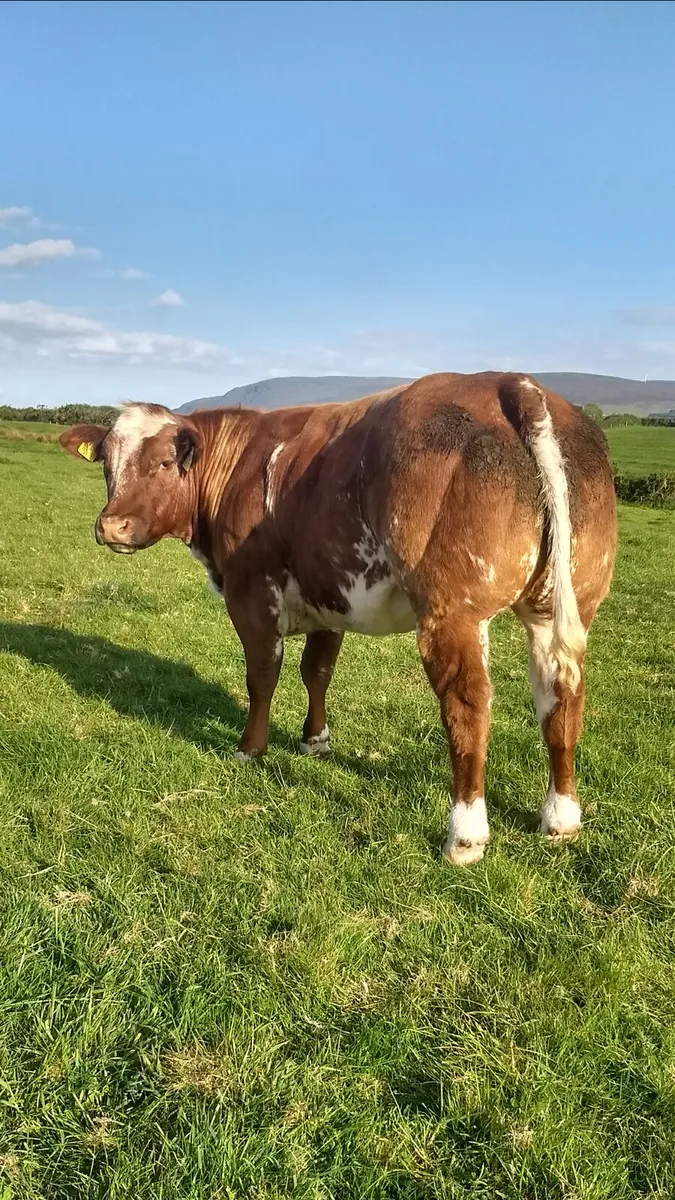 Breeding heifers Elphin mart 20-8-25 - Image 2
