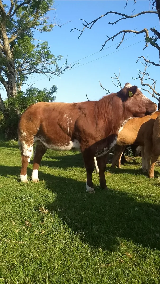 Breeding heifers Elphin mart 20-8-25 - Image 3