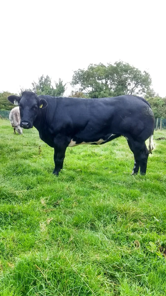 Breeding heifers Elphin mart 20-8-25 - Image 4