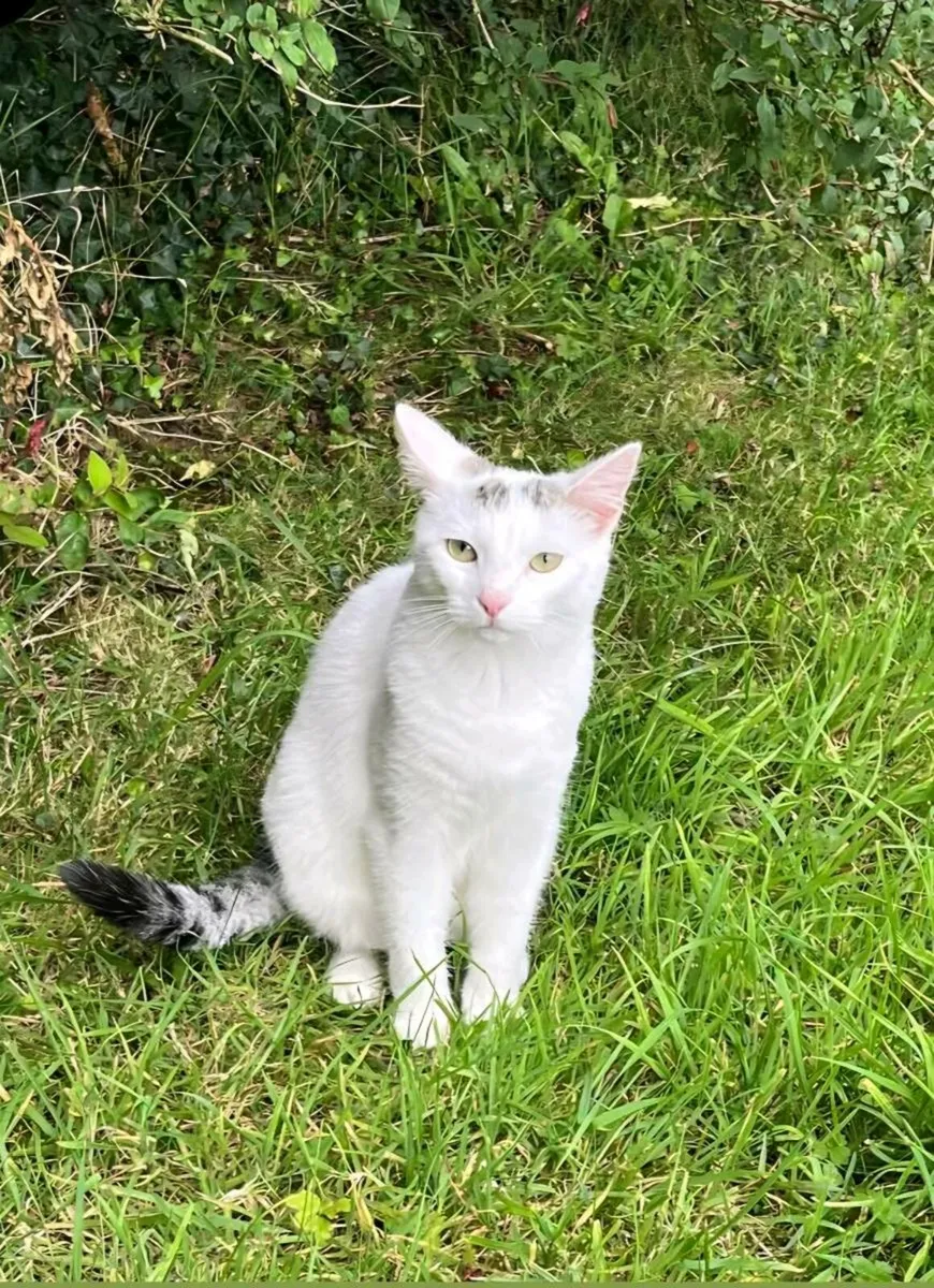Three kittens 8 mo looking for home - Image 2