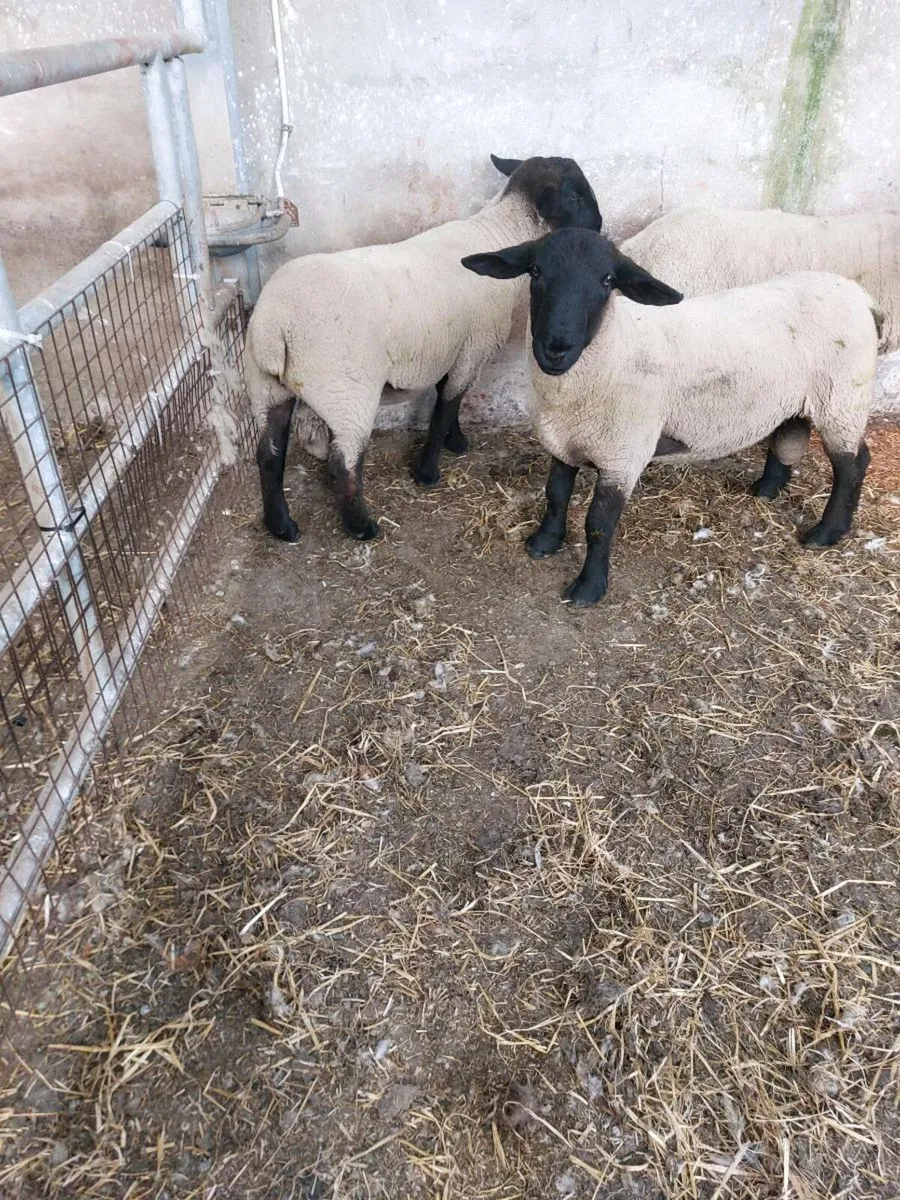 Hogget Rams - Image 2