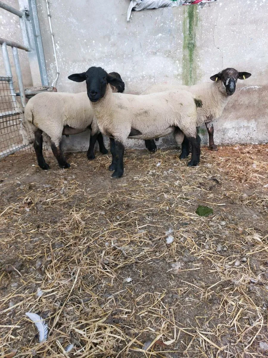 Hogget Rams - Image 3