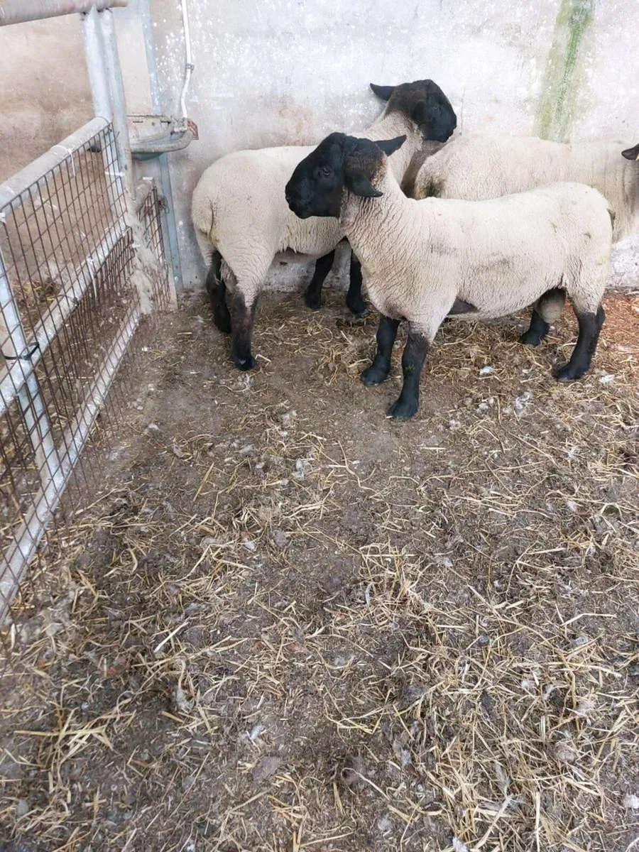 Hogget Rams - Image 4