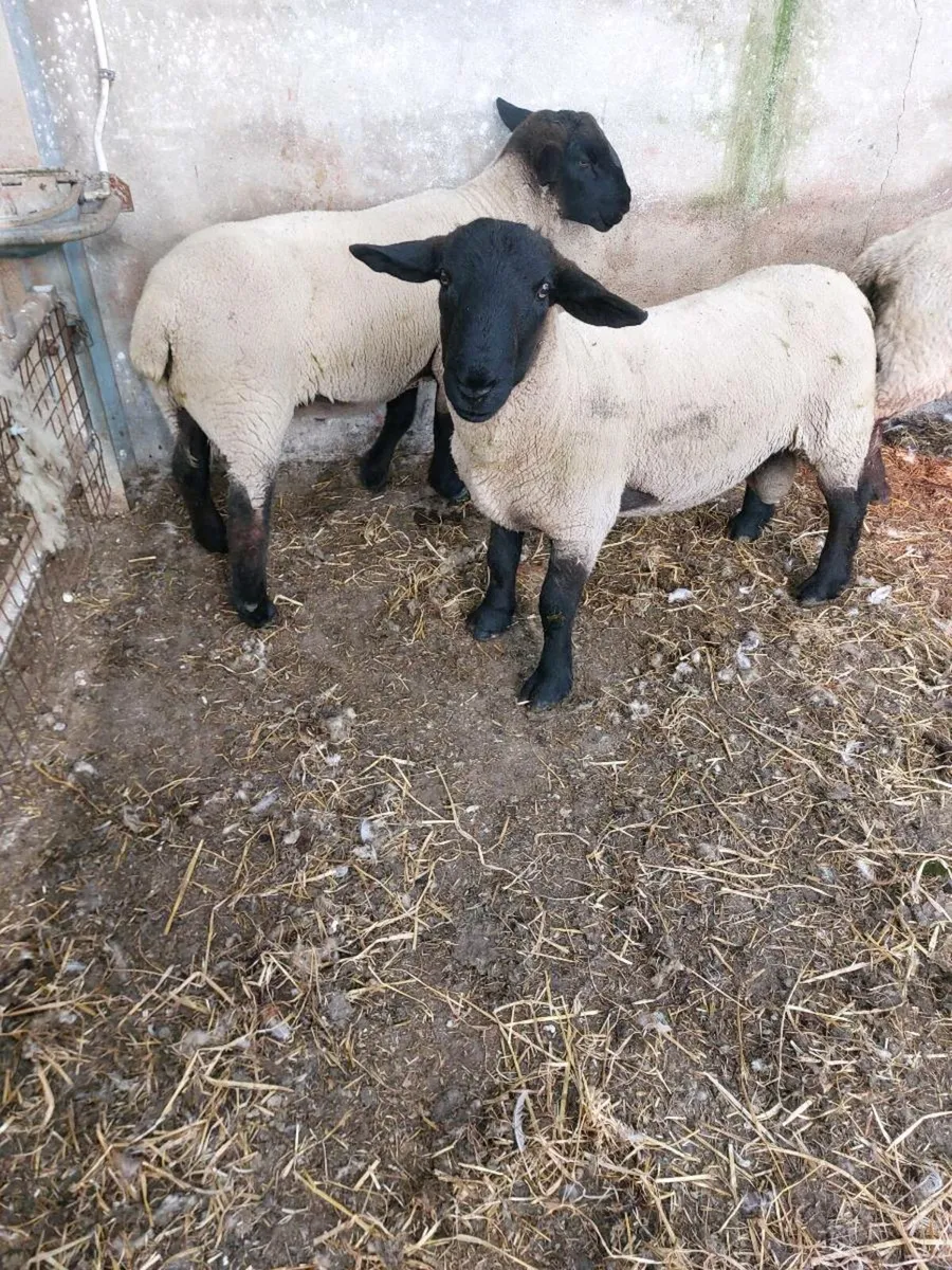 Hogget Rams - Image 1