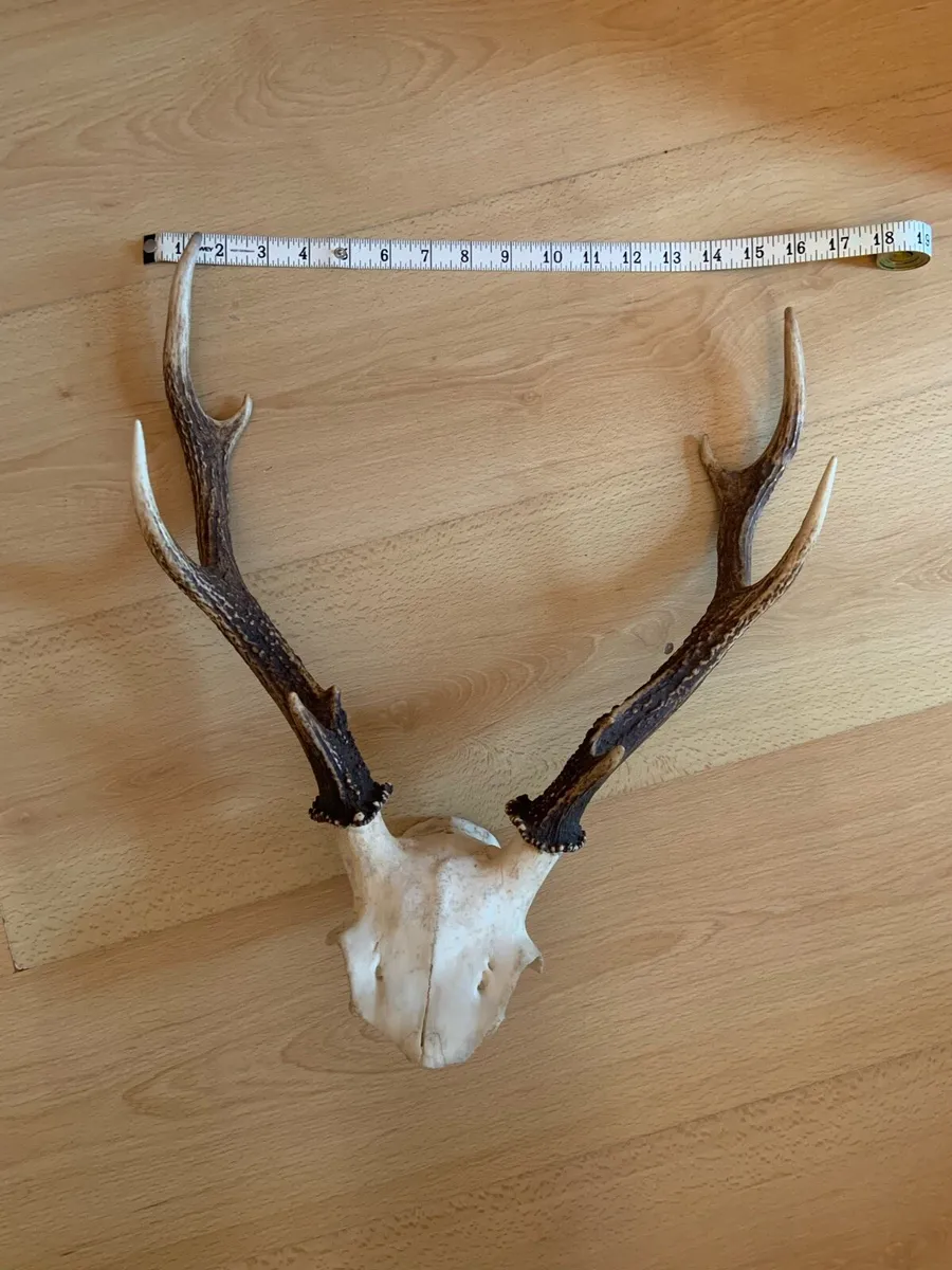 Irish Deer Skull Ethically Sourced Great Antlers - Image 1