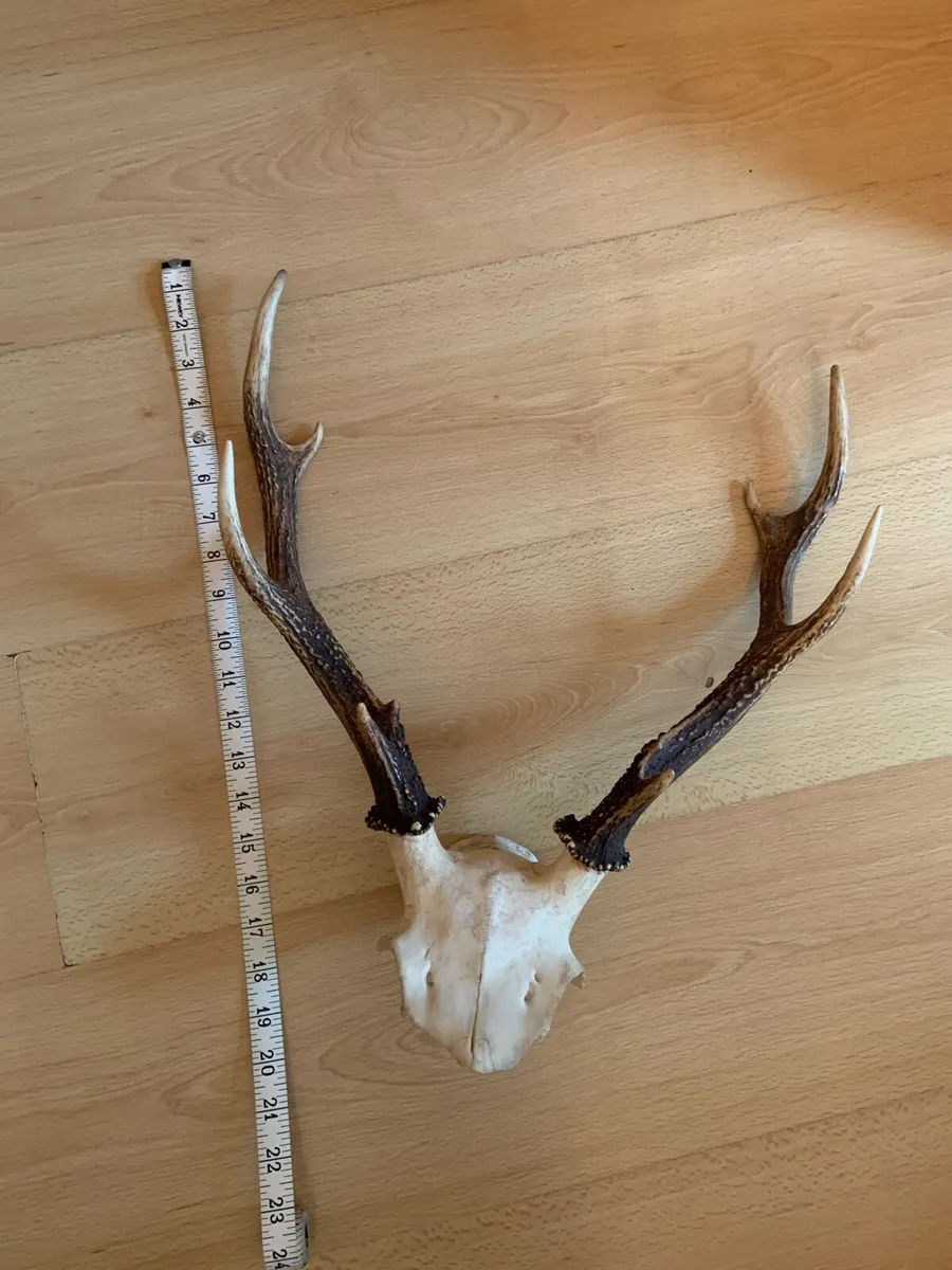 Irish Deer Skull Ethically Sourced Great Antlers - Image 2