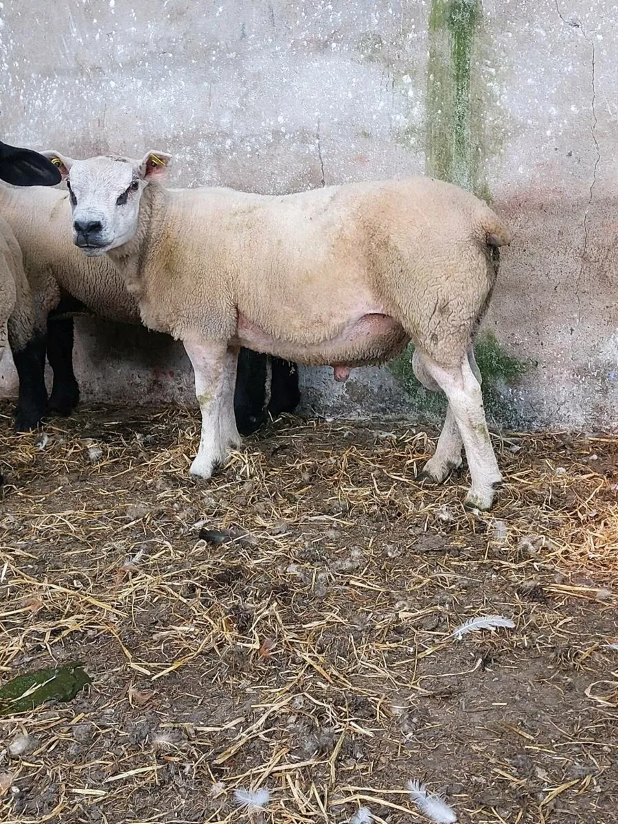 Beltex Hogget Ram - Image 1