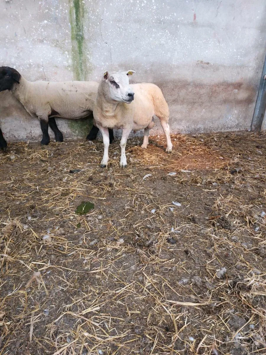 Beltex Hogget Ram - Image 2