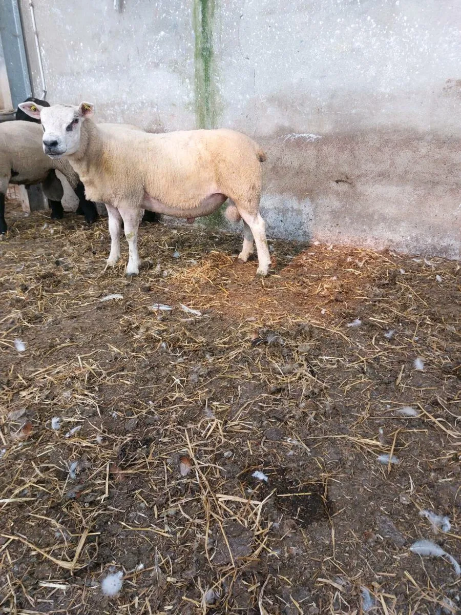 Beltex Hogget Ram - Image 3