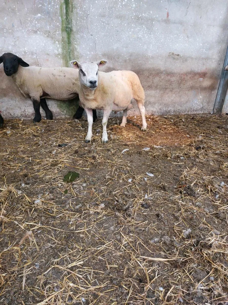 Beltex Hogget Ram - Image 4
