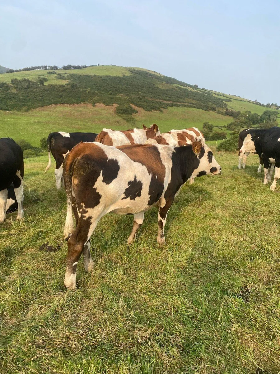 Fleckvieh X bulling heifers - Image 2