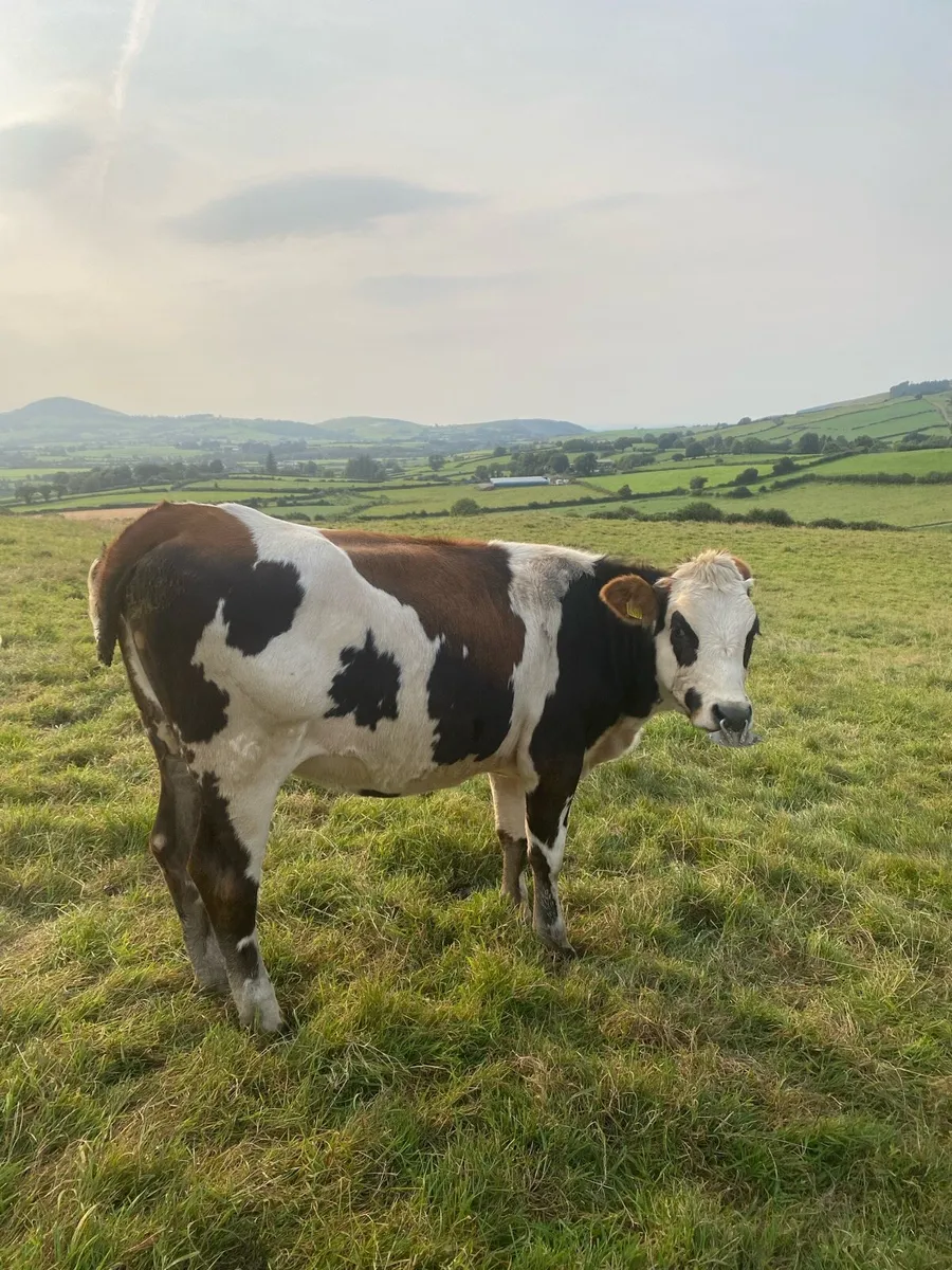 Fleckvieh X bulling heifers - Image 1