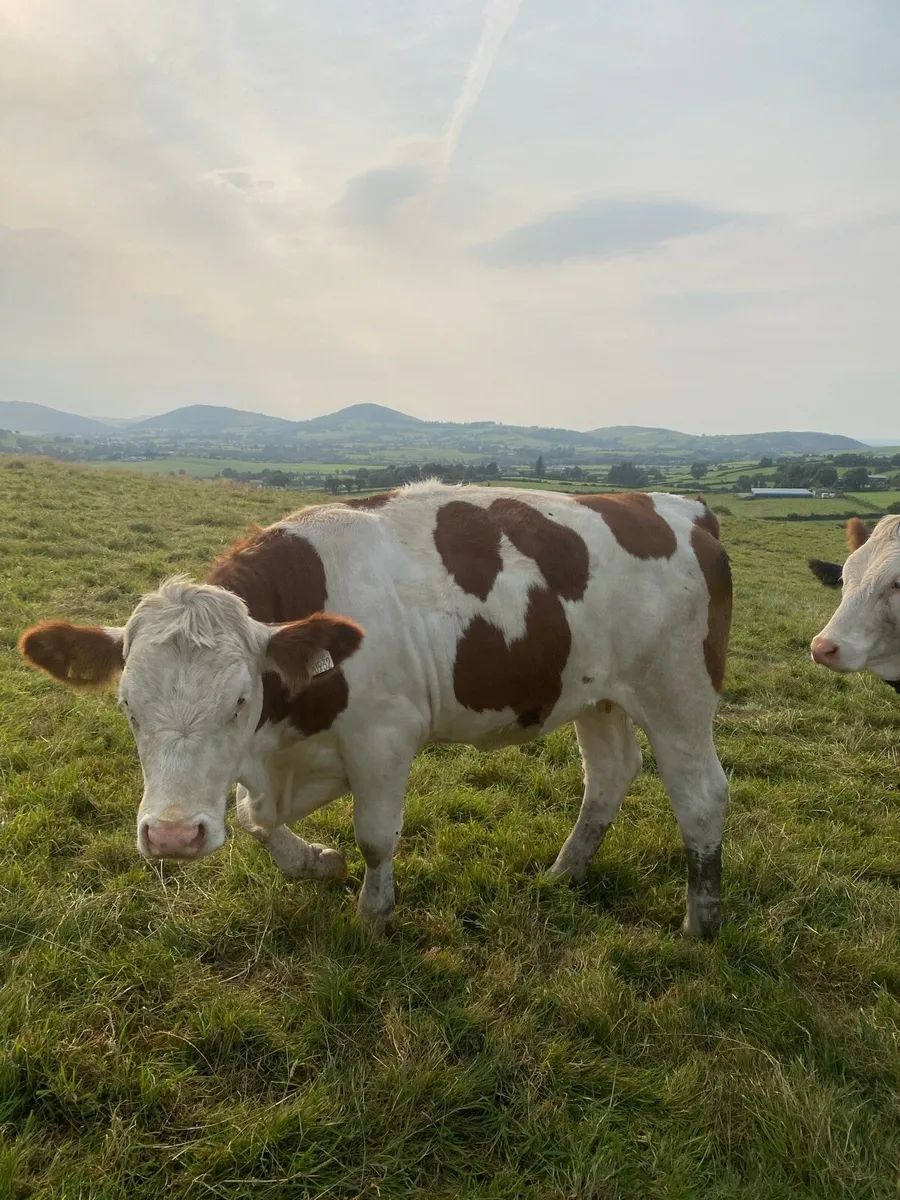 Fleckvieh X bulling heifers - Image 3