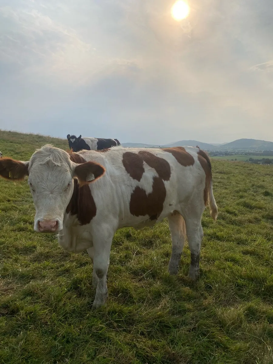 Fleckvieh X bulling heifers - Image 4