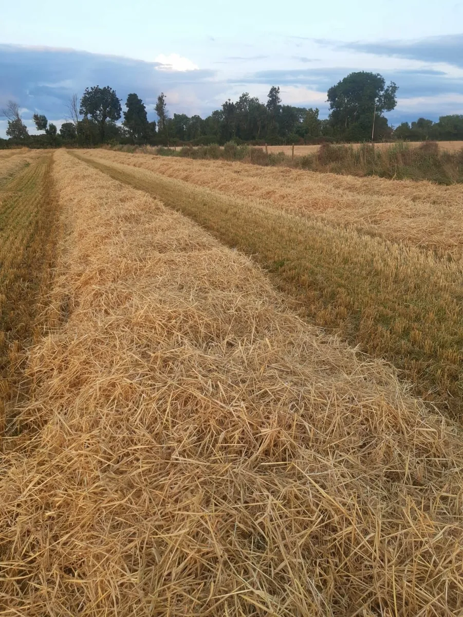 Small square bales Straw Barley
