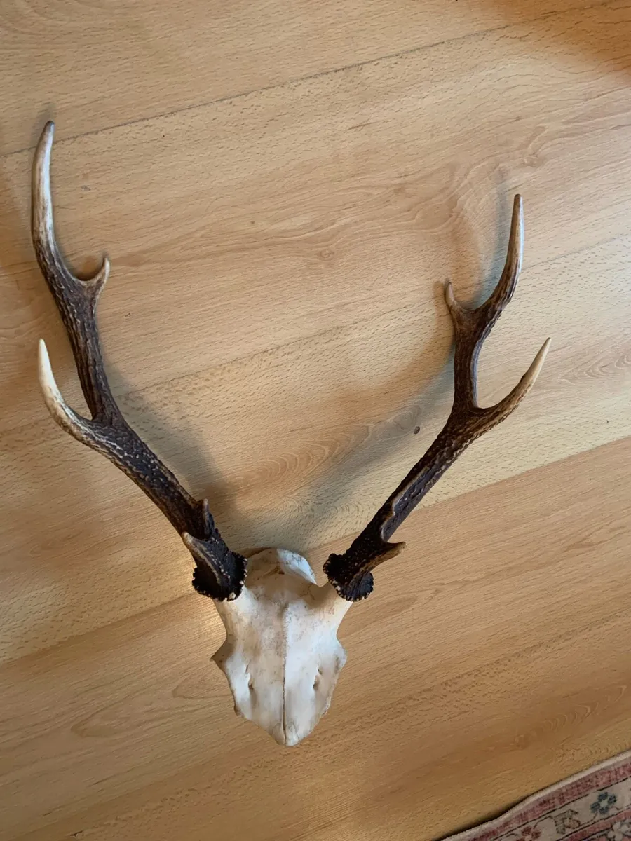 Irish Deer Skull Ethically Sourced Great Antlers - Image 3