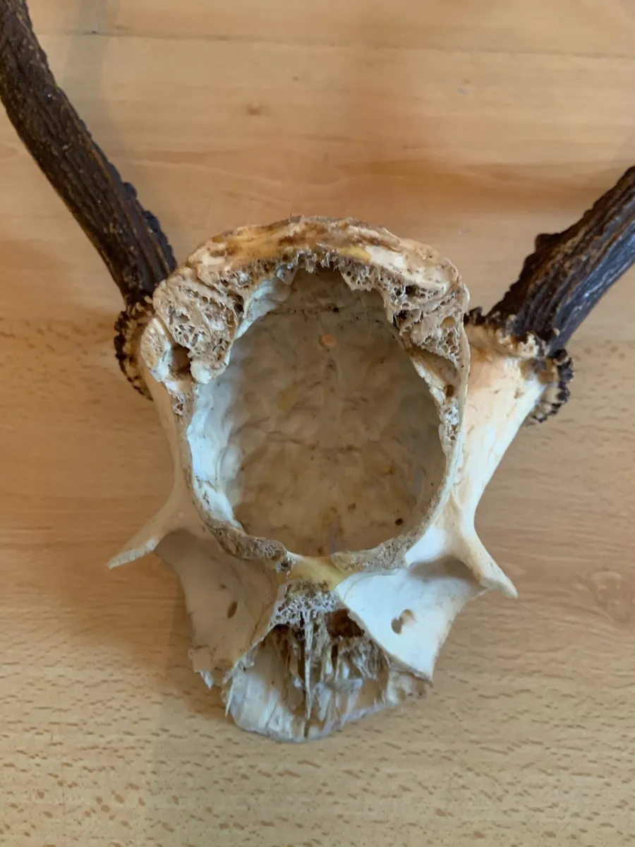Irish Deer Skull Ethically Sourced Great Antlers - Image 4