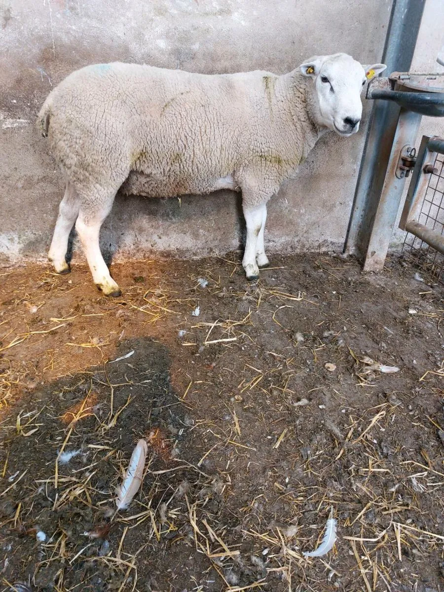 Belclare Hogget Ram - Image 1