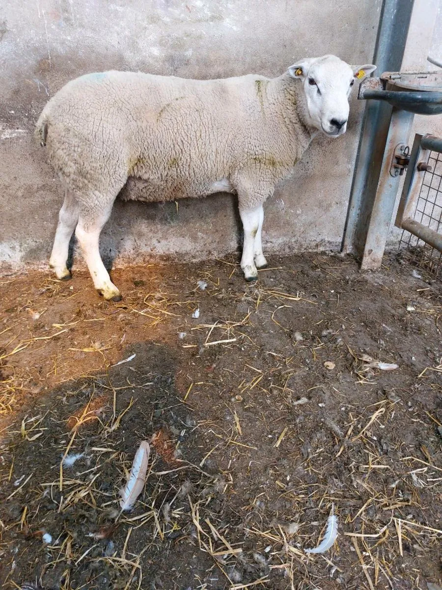 Belclare Hogget Ram - Image 2