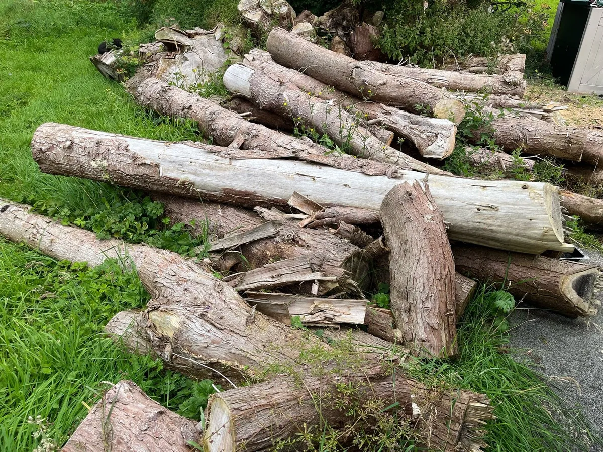 Firewood logs (leylandiis) - Image 1