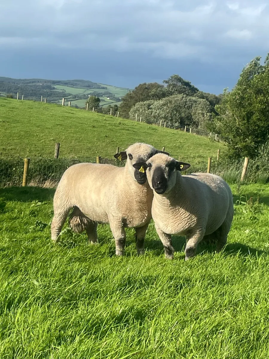 Hampshire Down Ram