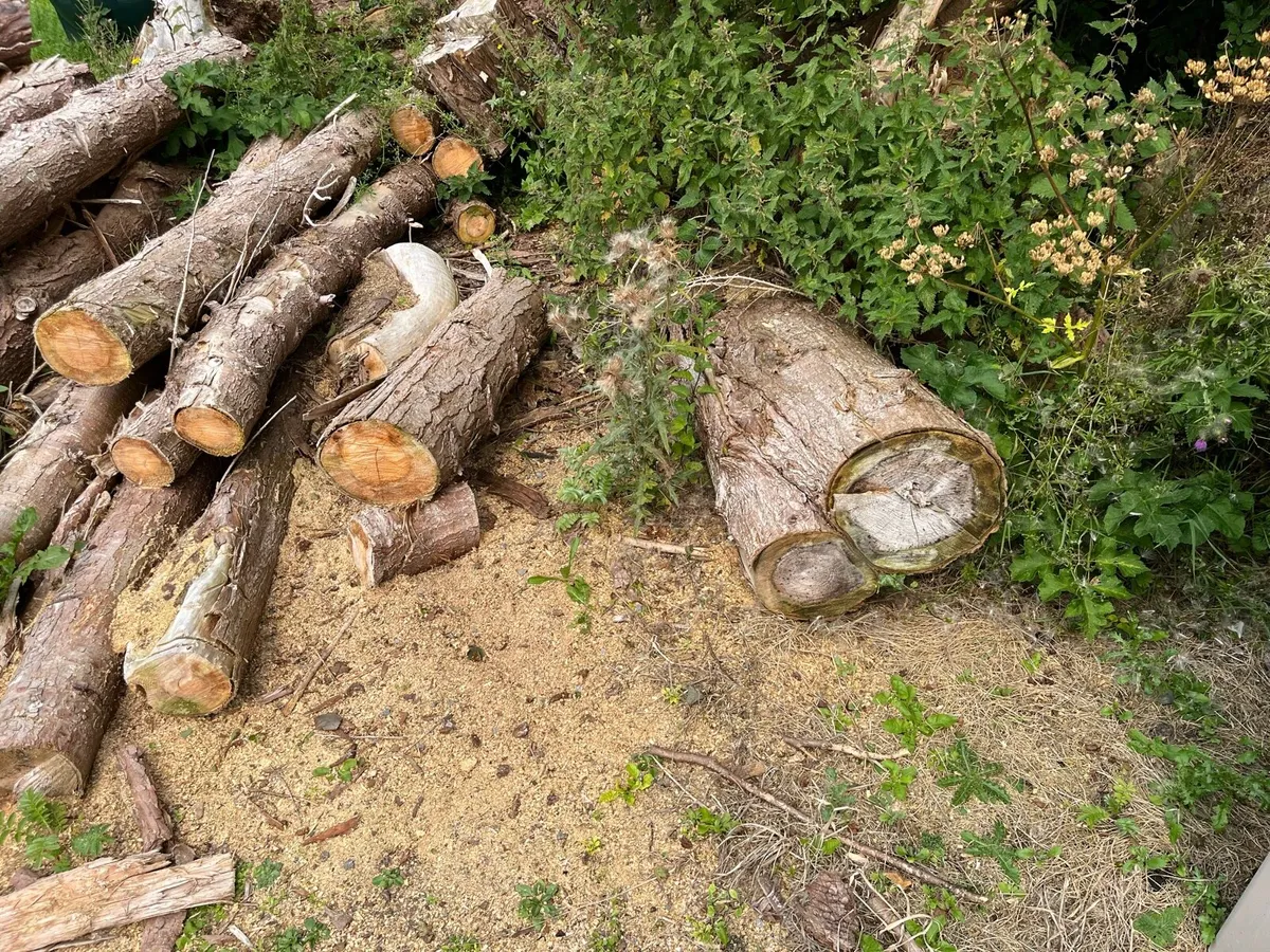 Firewood logs (leylandiis) - Image 3