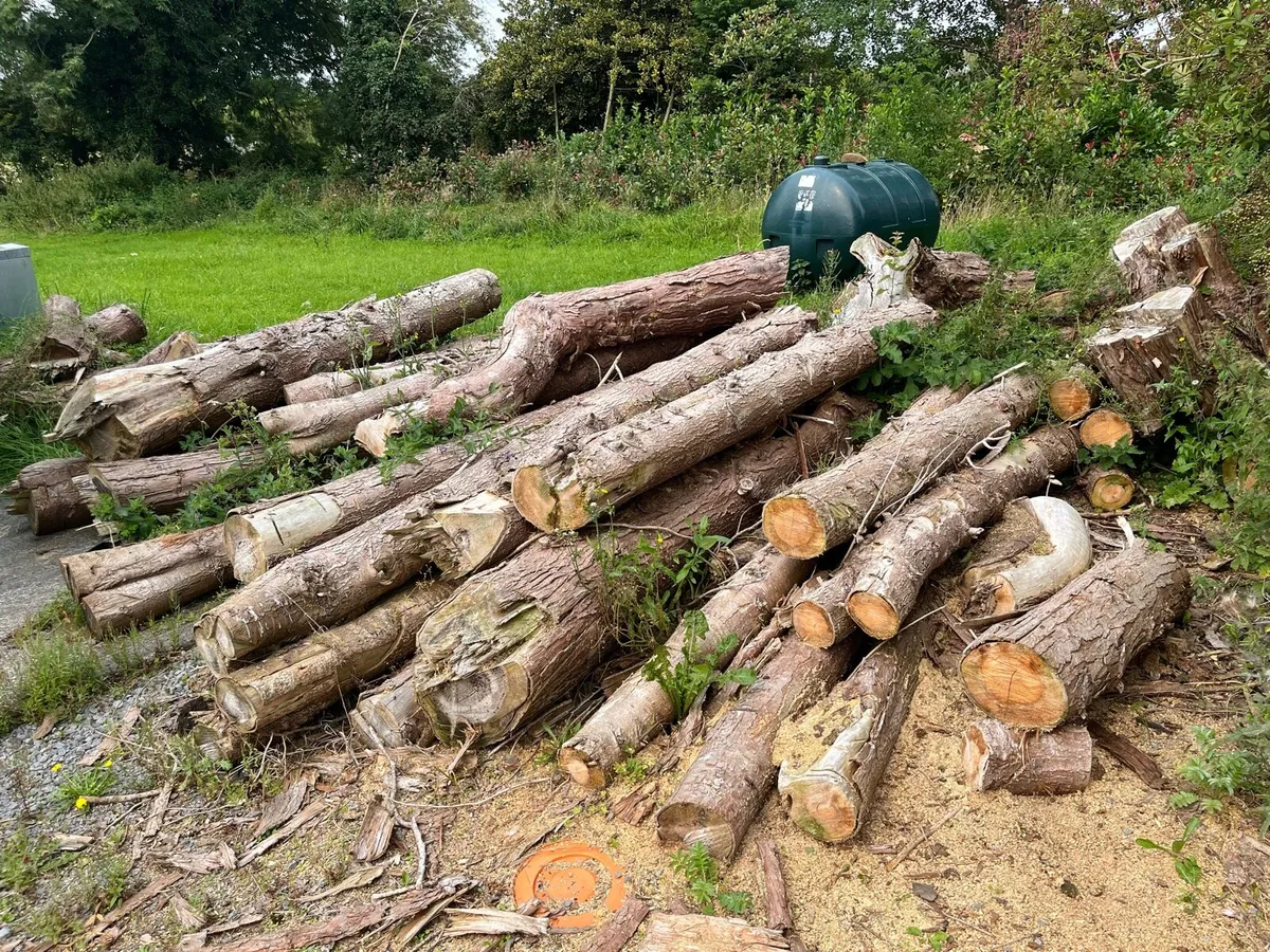Firewood logs (leylandiis) - Image 4