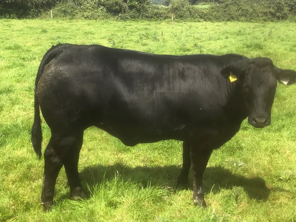 QUALITY EBY HEIFERS - Image 1