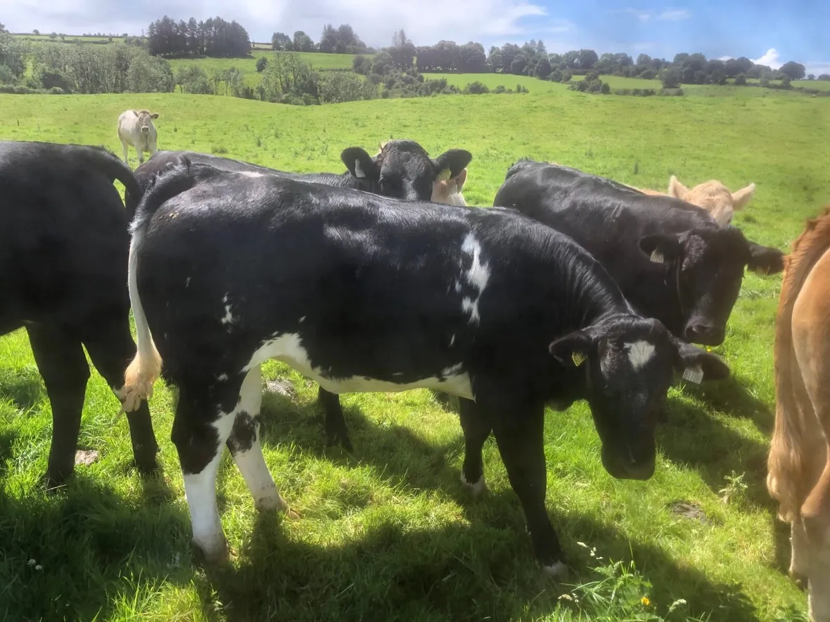 QUALITY EBY HEIFERS - Image 2