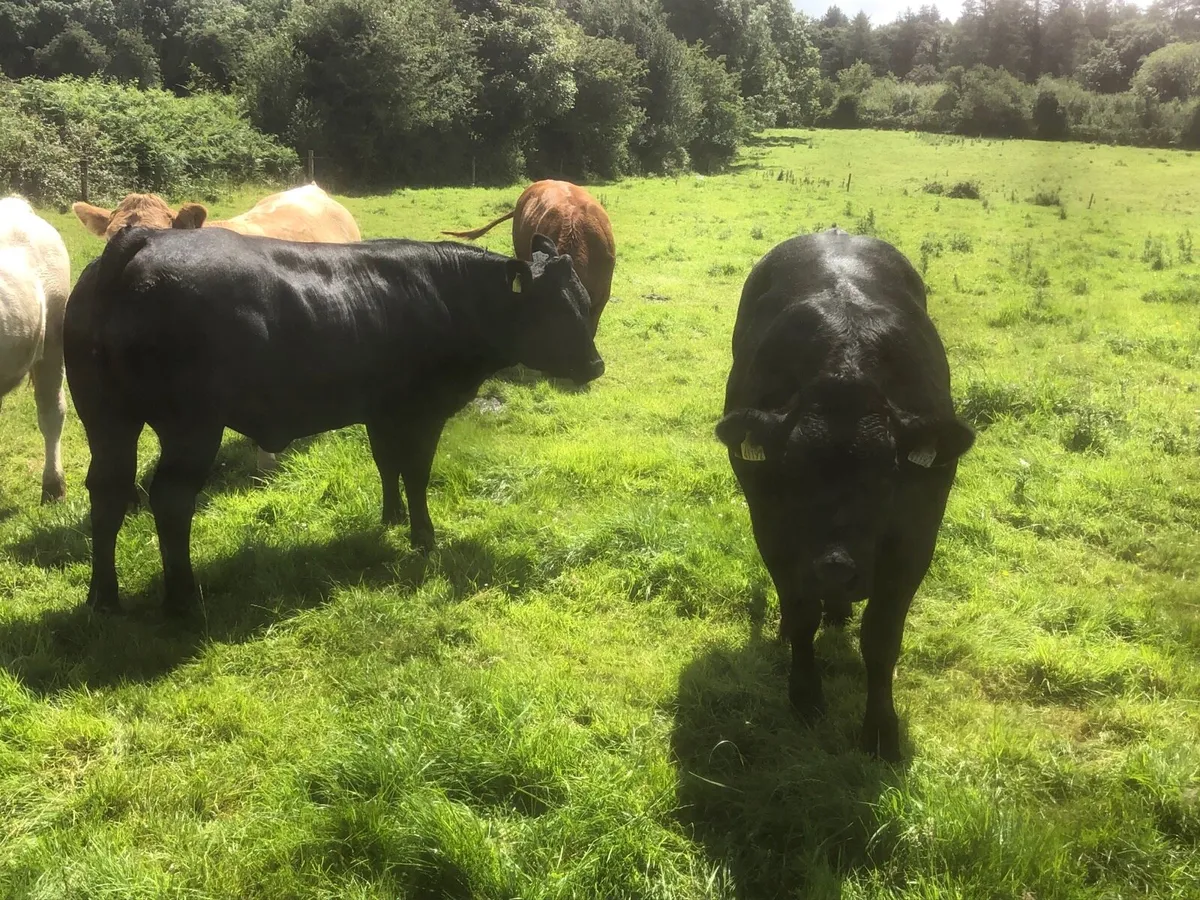 QUALITY EBY HEIFERS - Image 3