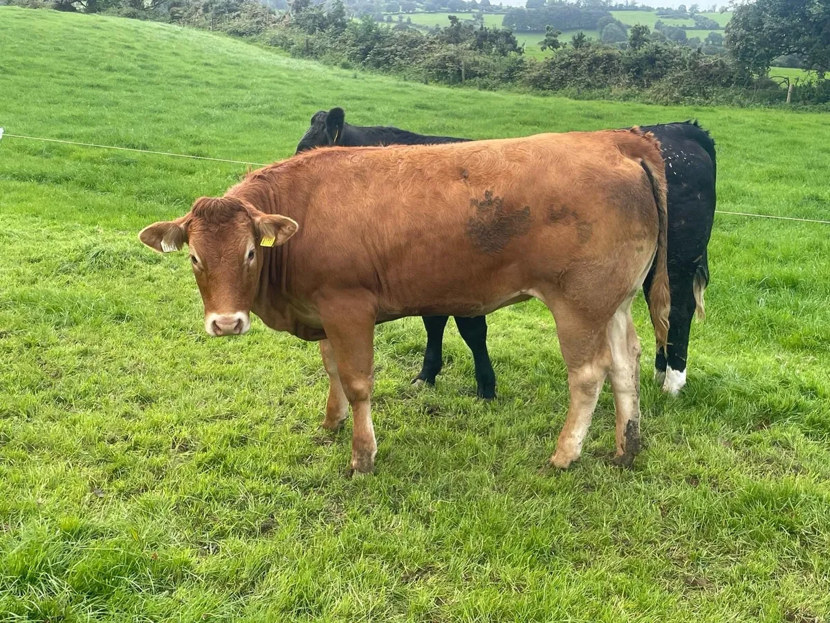 QUALITY EBY HEIFERS - Image 4