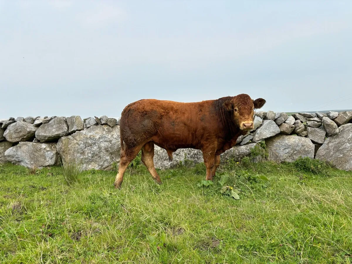 5*.  P.B.R Limousine Bull - Image 1