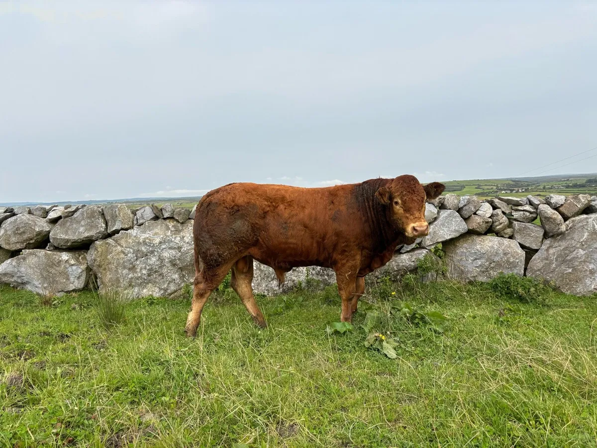 5*.  P.B.R Limousine Bull - Image 2