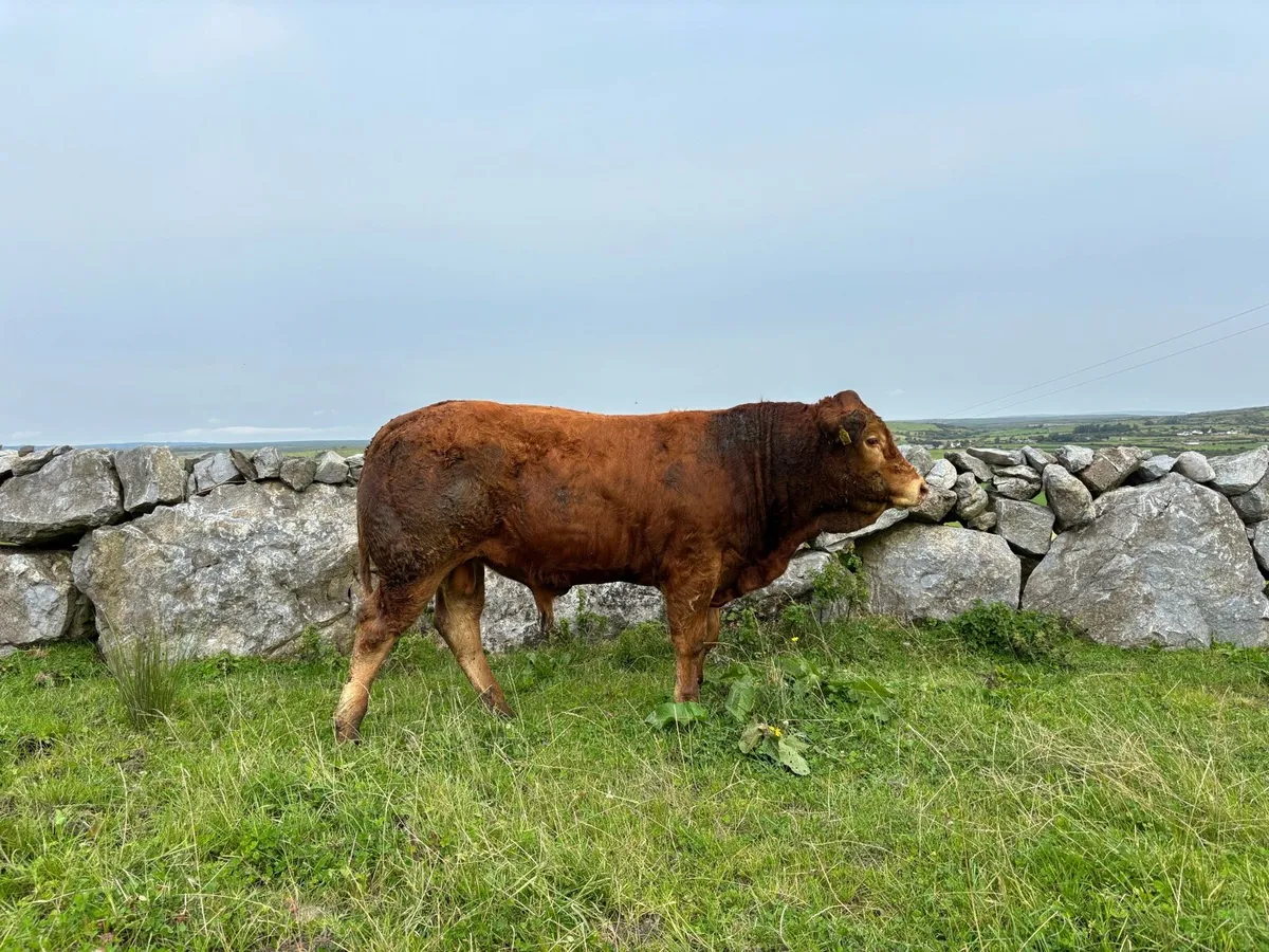 5*.  P.B.R Limousine Bull - Image 3