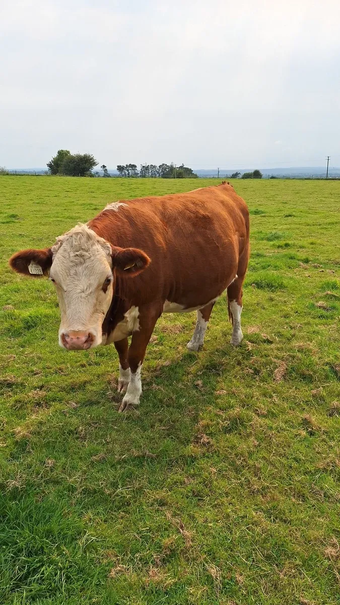 Springers - Image 2
