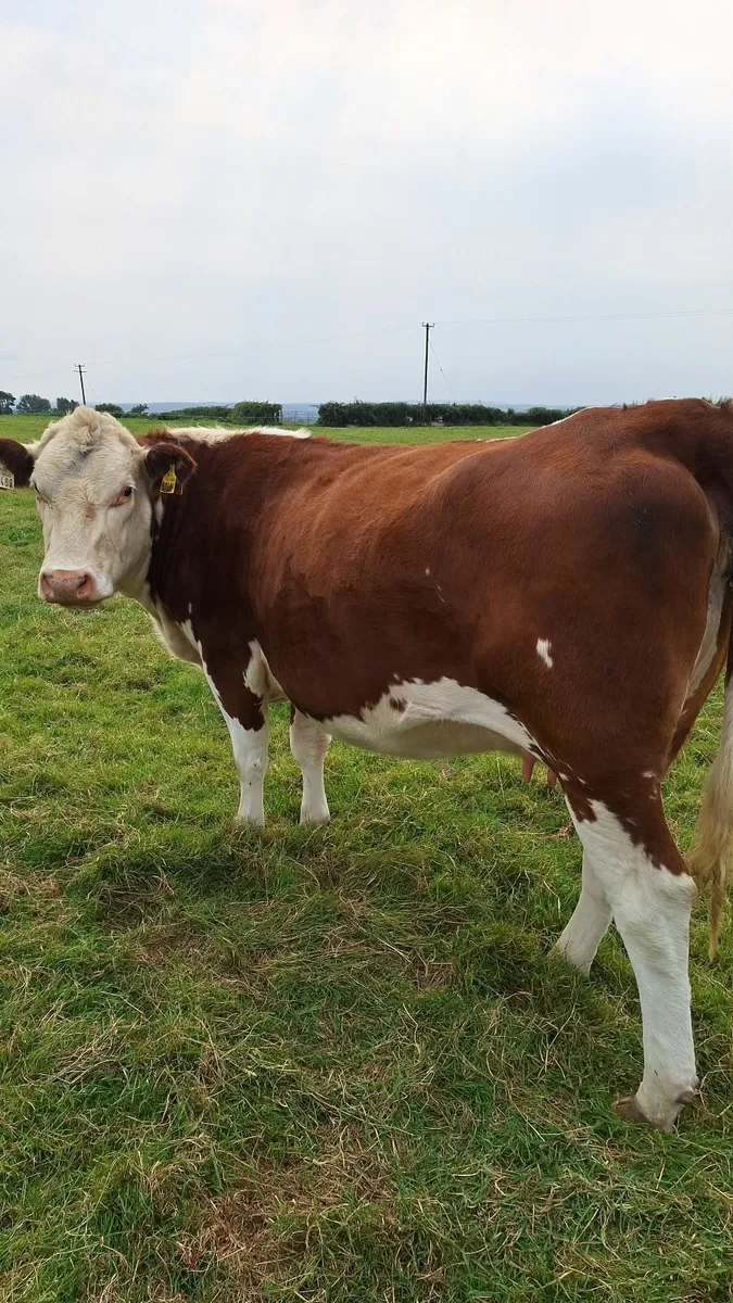 Springers - Image 3